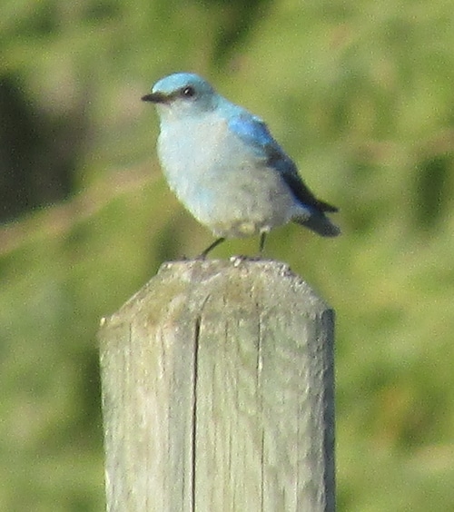 Make Bluebird Houses For Your Garden Joybilee® Farm DIY Herbs
