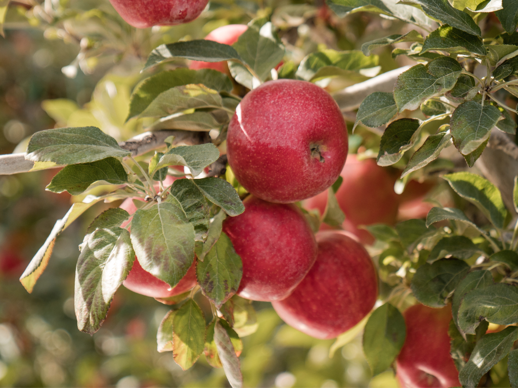 Farm Friday Organic Honeycrisp Harvest Joyfully Grown