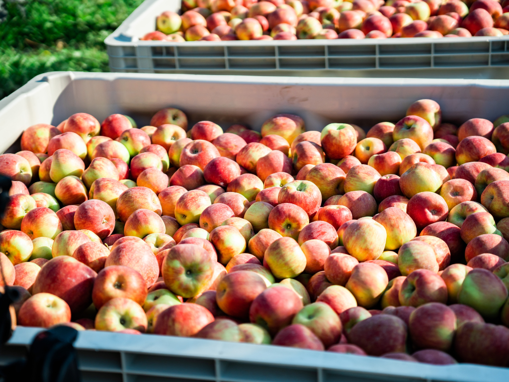 Farm Friday Organic Honeycrisp Harvest Part 2 Joyfully Grown