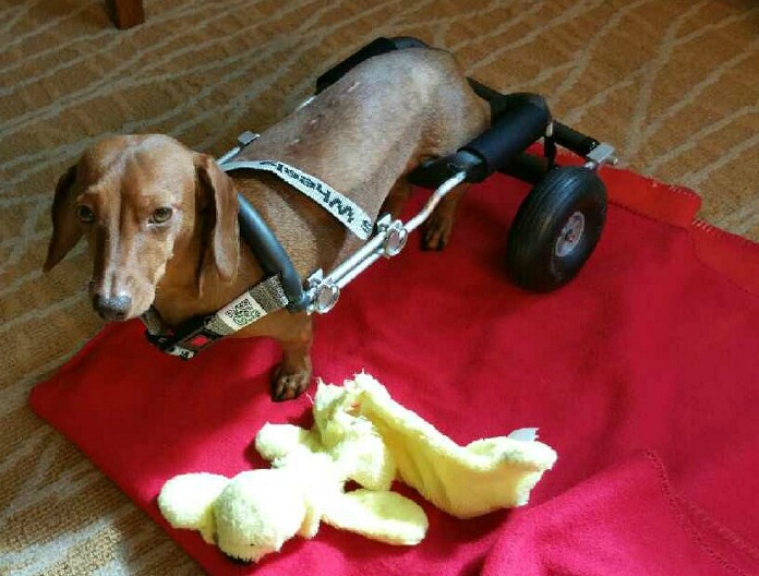Another Disabled Dog Gains Mobility This Makes 51 and We Plan to Keep