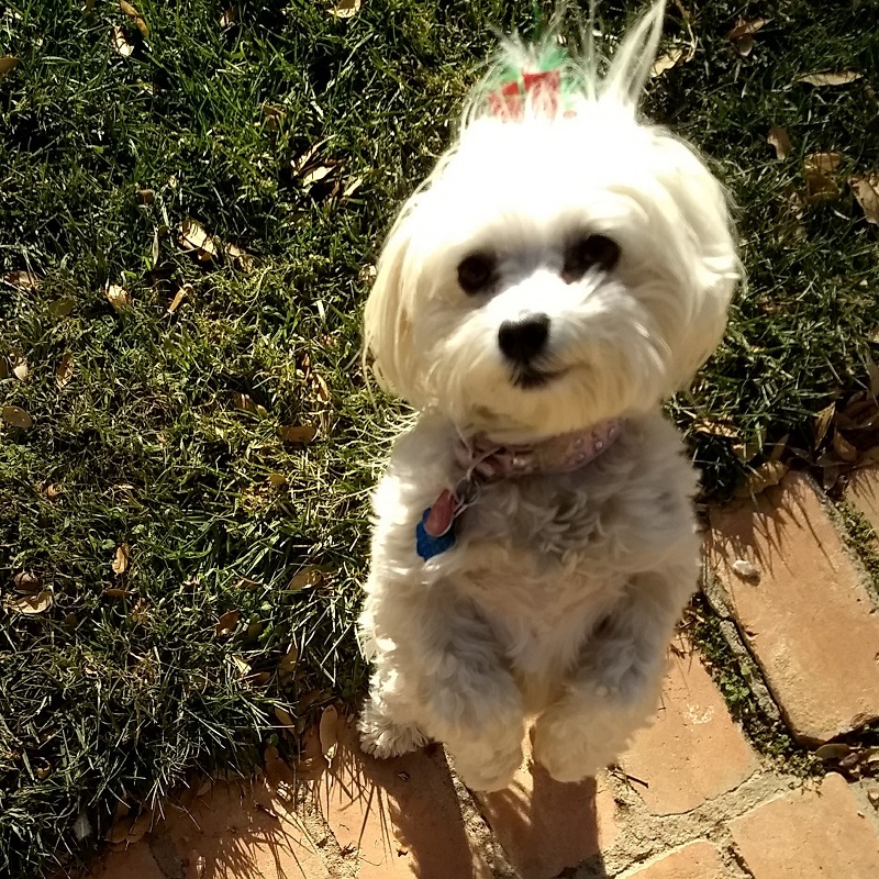 FAQ's Dog Walking, Pet Sitting and House Sitting Service in Lubbock, TX