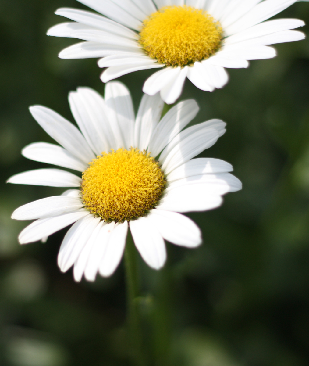 Daisy Daisy | joyful photo