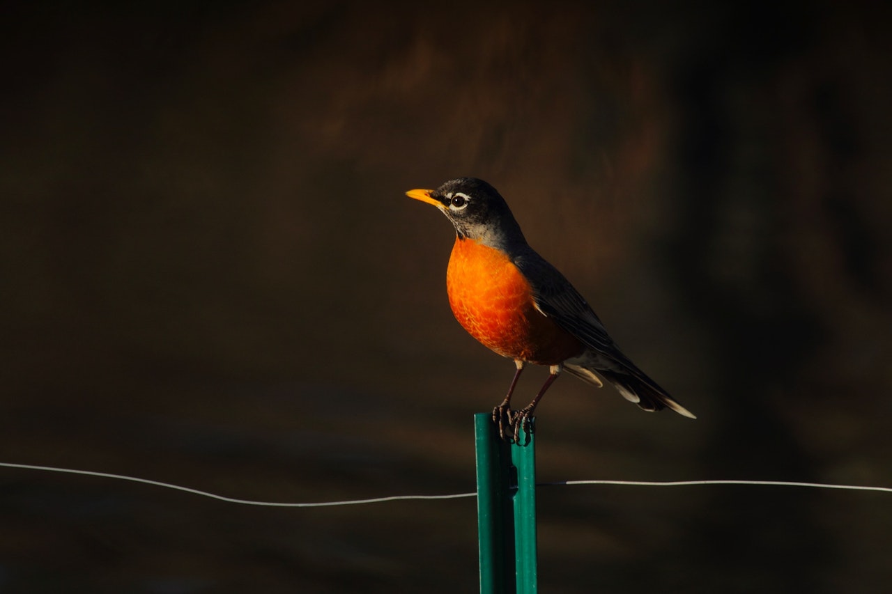 Seeing Red Robin Meaning Spiritual Symbolism Signifies Hope, Renewal