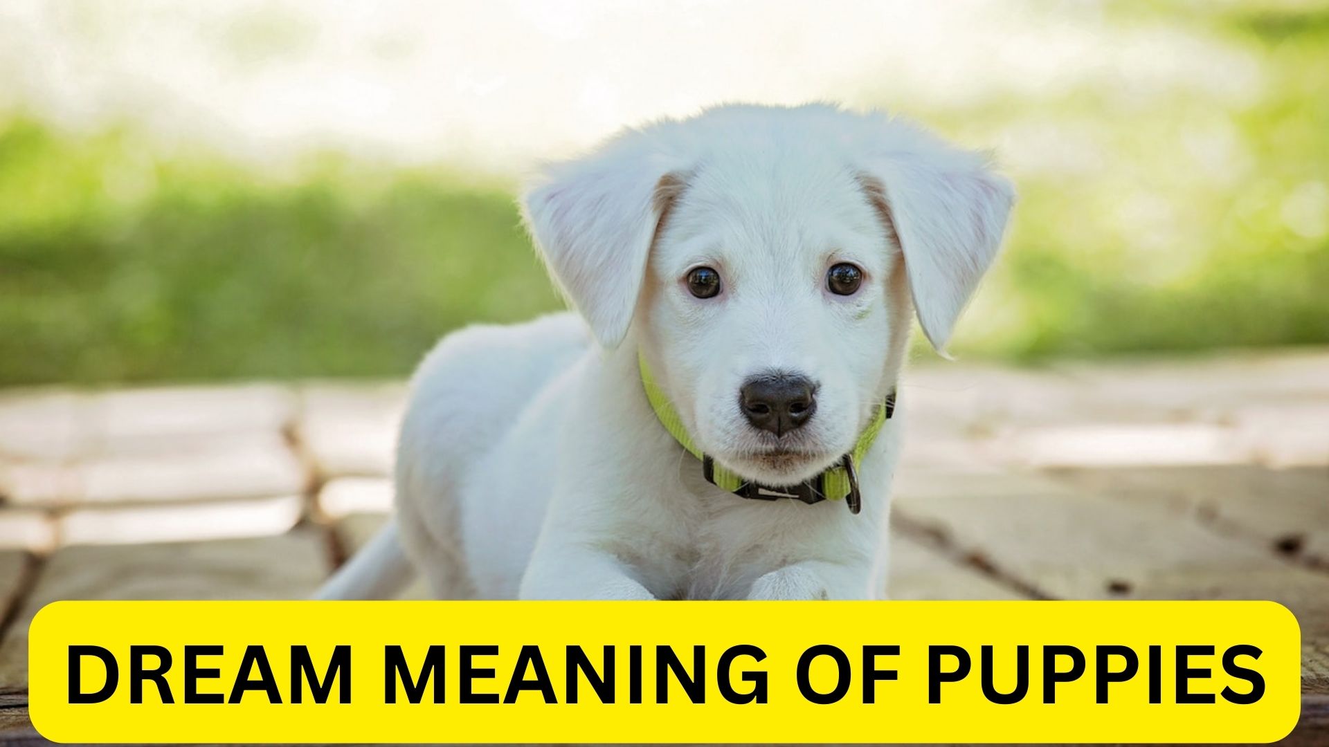 Dream Meaning Of Puppies A Sign Of Good Omen