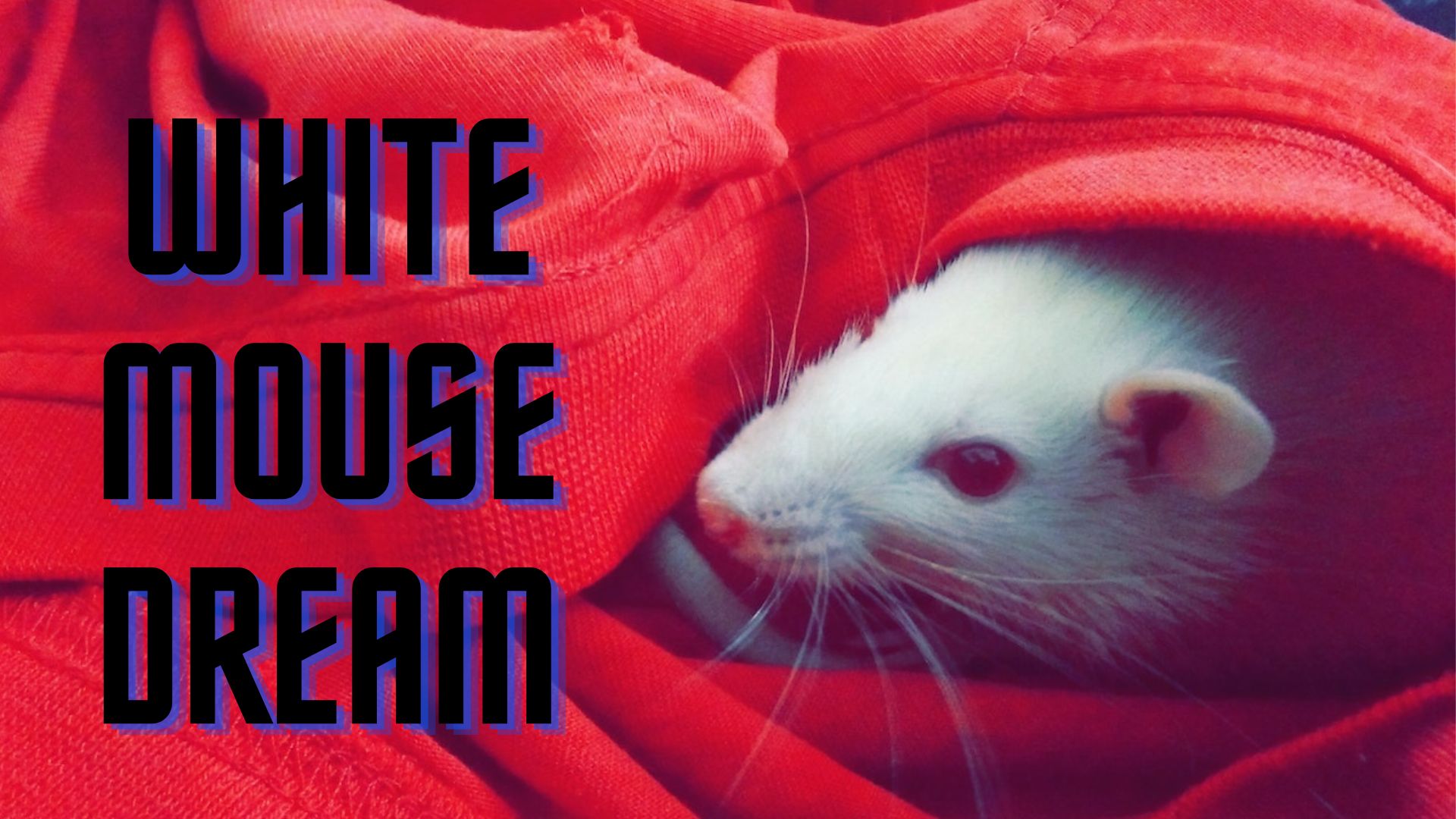 White Mouse Dream A Warning About Hypocrisy
