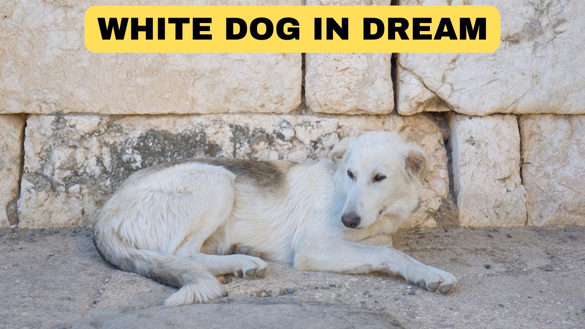 White Dog In Dream A Sign Of Peace And Satisfaction