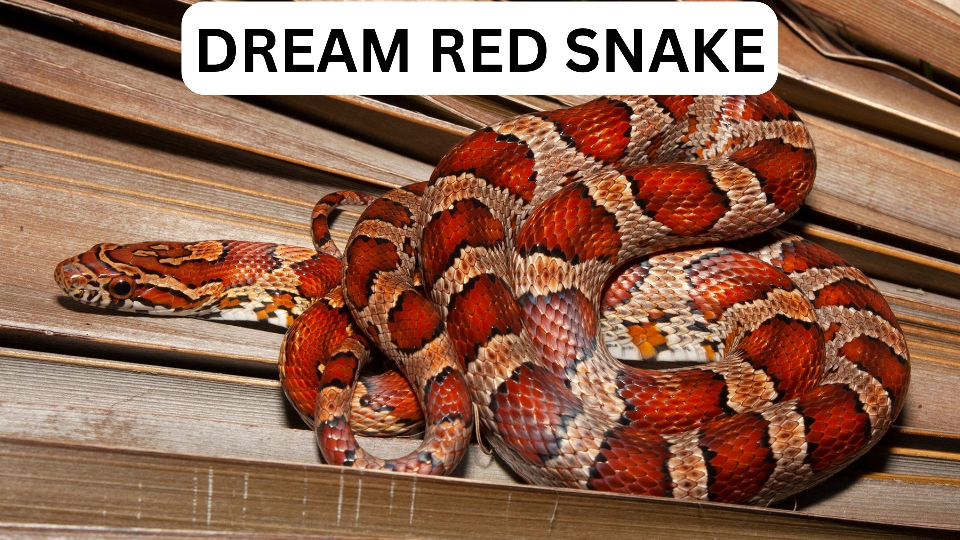Dream Red Snake Meaning It Reveals Your Hidden Enemy
