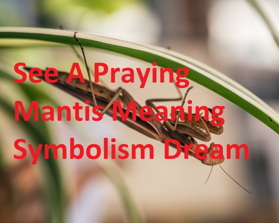 What Does It Mean When You See A Praying Mantis Meaning Symbolism?