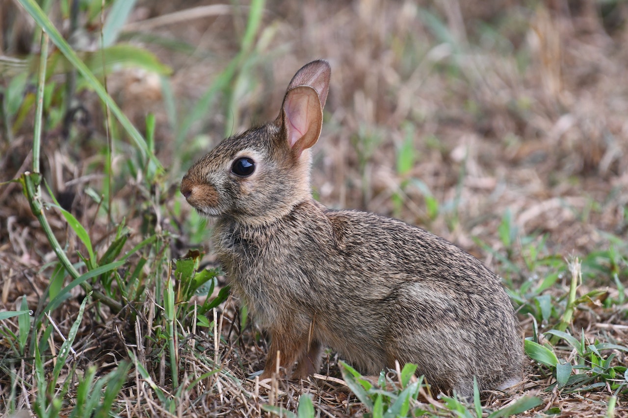 What Does The Rabbit Symbolize? Symbolize Prosperity, Abundance, Good Luck, And Fertility