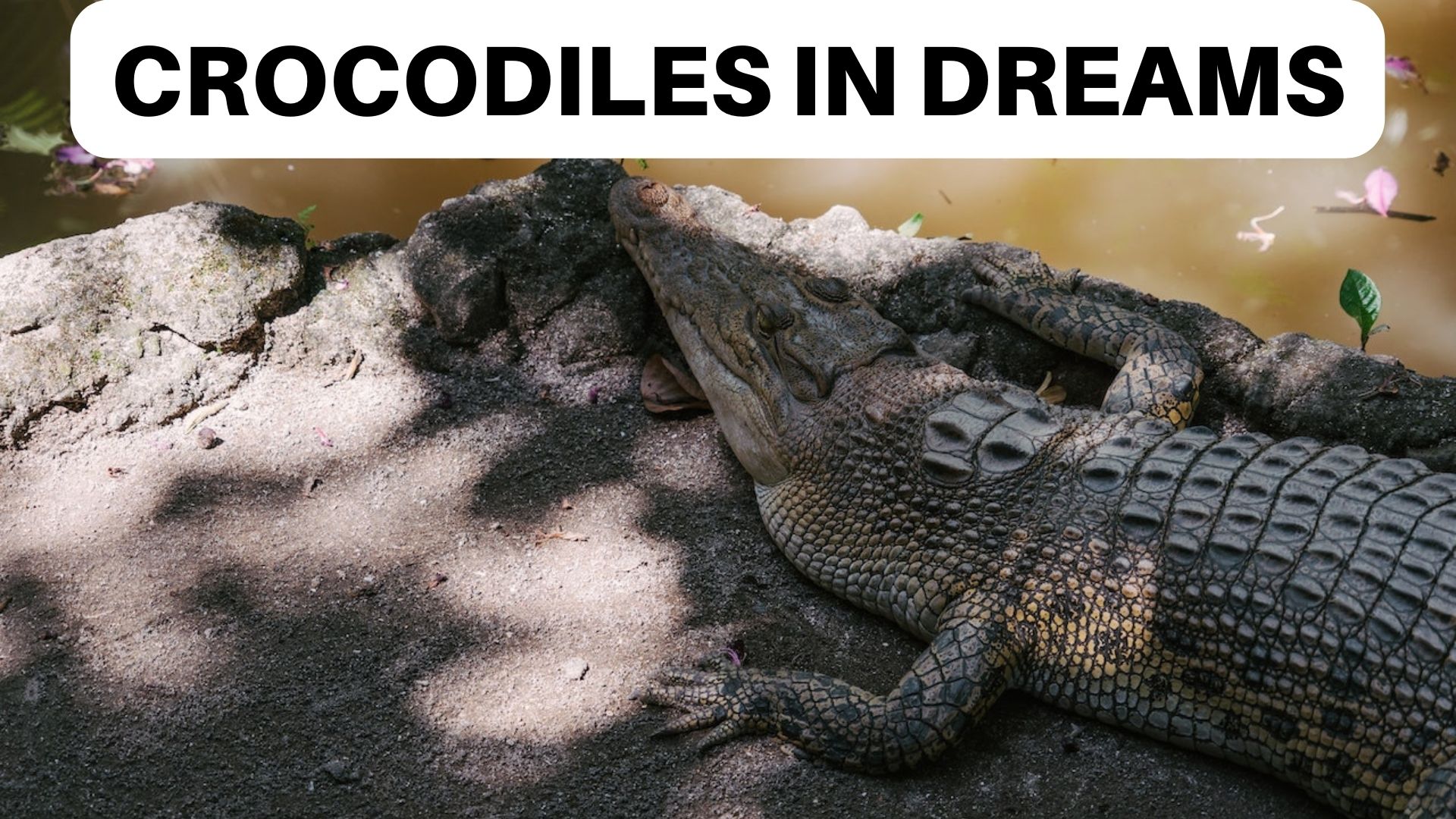 Crocodiles In Dreams Confronting Your Fears