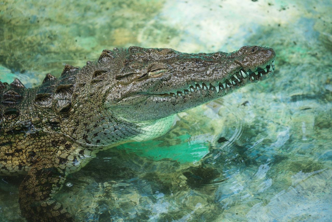 Crocodiles In Dreams Confronting Your Fears