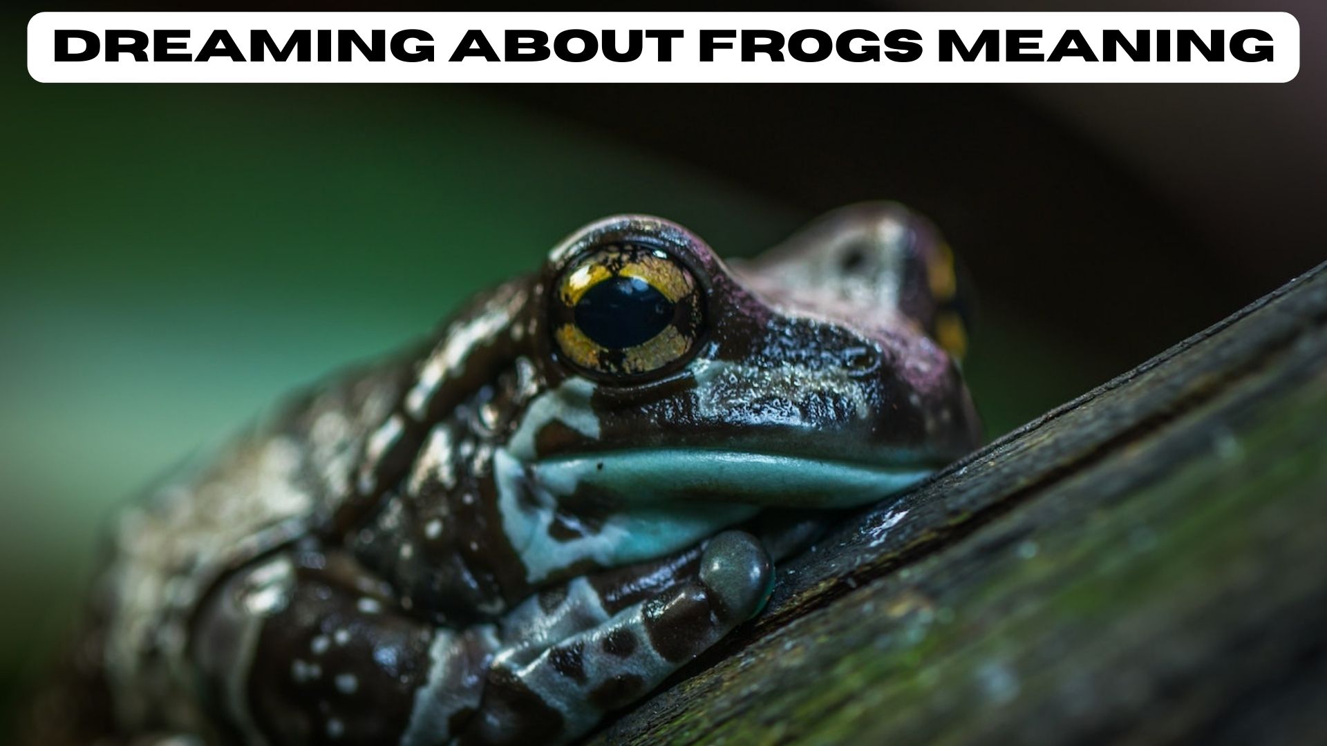 Dreaming About Frogs Meaning Symbolize Good Luck, Fertility, And