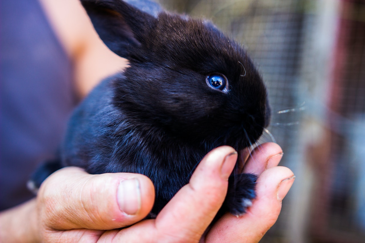 Black Rabbit Meaning A Symbol Of Good Luck