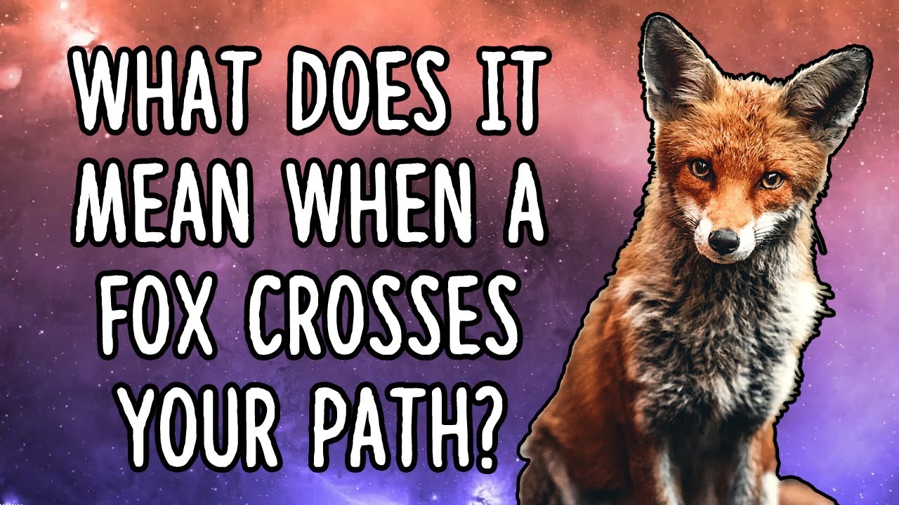 What Does The Fox Symbolize? Symbol Of Intelligence, Gracefulness, And