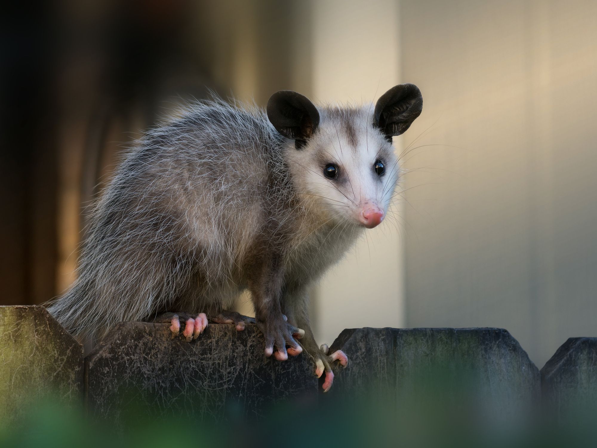 Biblical Meaning Of Possum