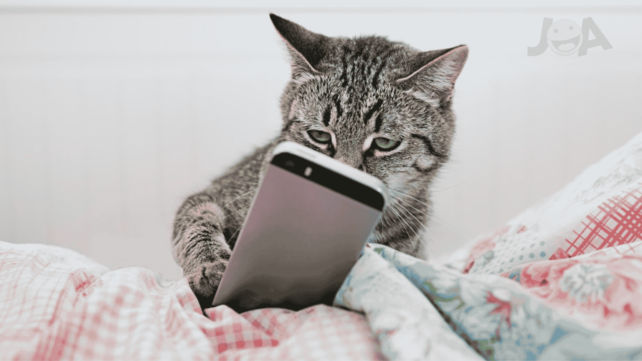 10 Best Android Games For Cats Entertain Your Kitty!