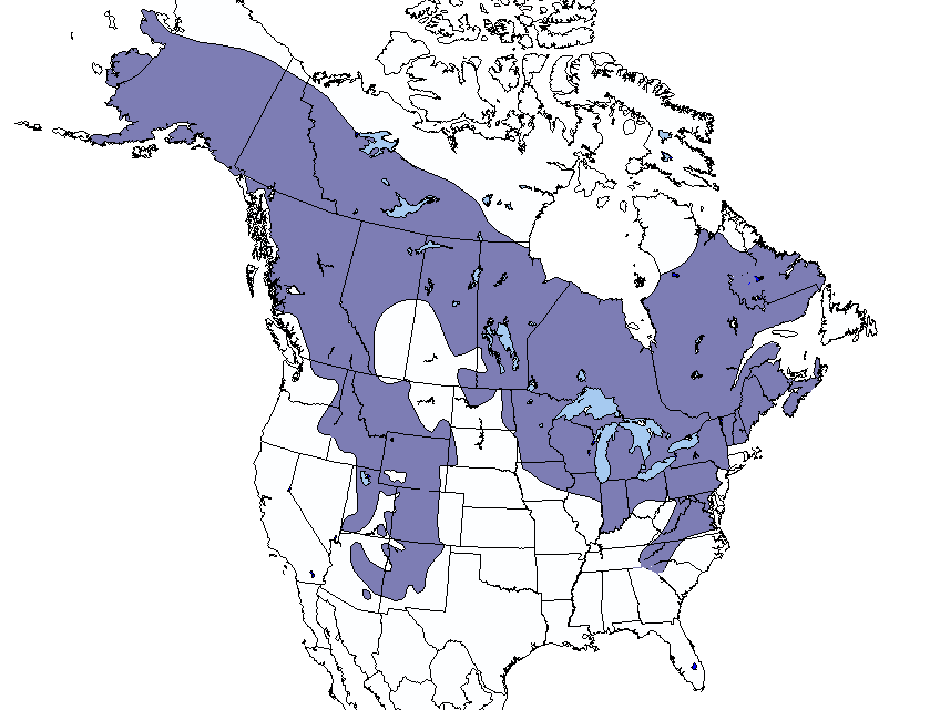 Top 5 Squirrel Proof Bird Feeders (that don’t harm birds) Joy of