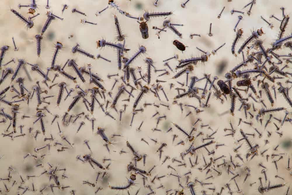 Oh No! Little Black Worms In My Dog's Water Dish! JoyPetProducts