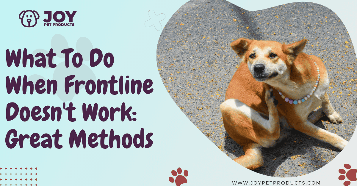 What To Do When Frontline Doesn't Work 8 Great Methods
