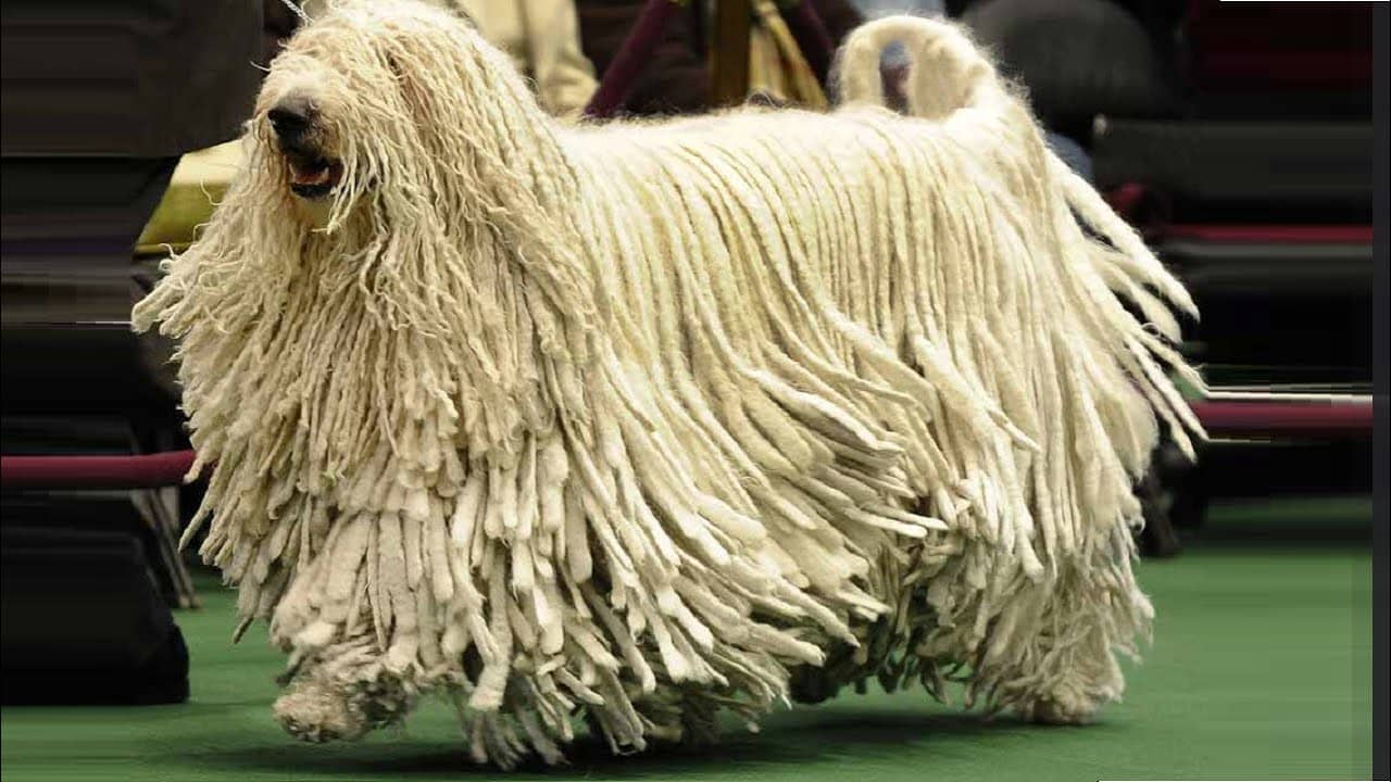 11 Big Dog Breeds That Don't Shed A Lot JoyPetProducts