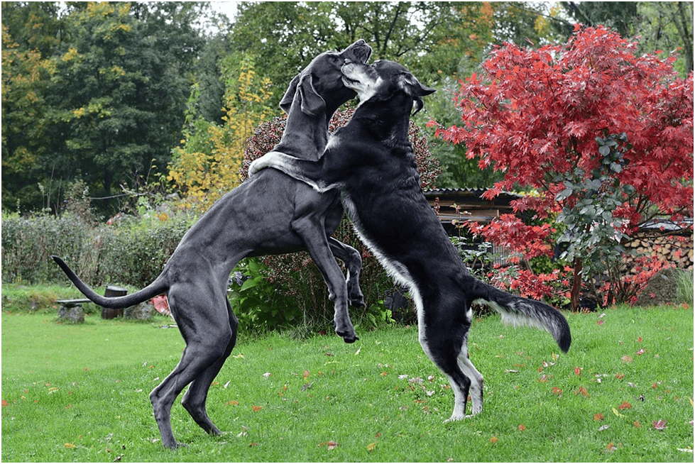 How Many Times Can A Male Dog Mate In A Day? JoyPetProducts