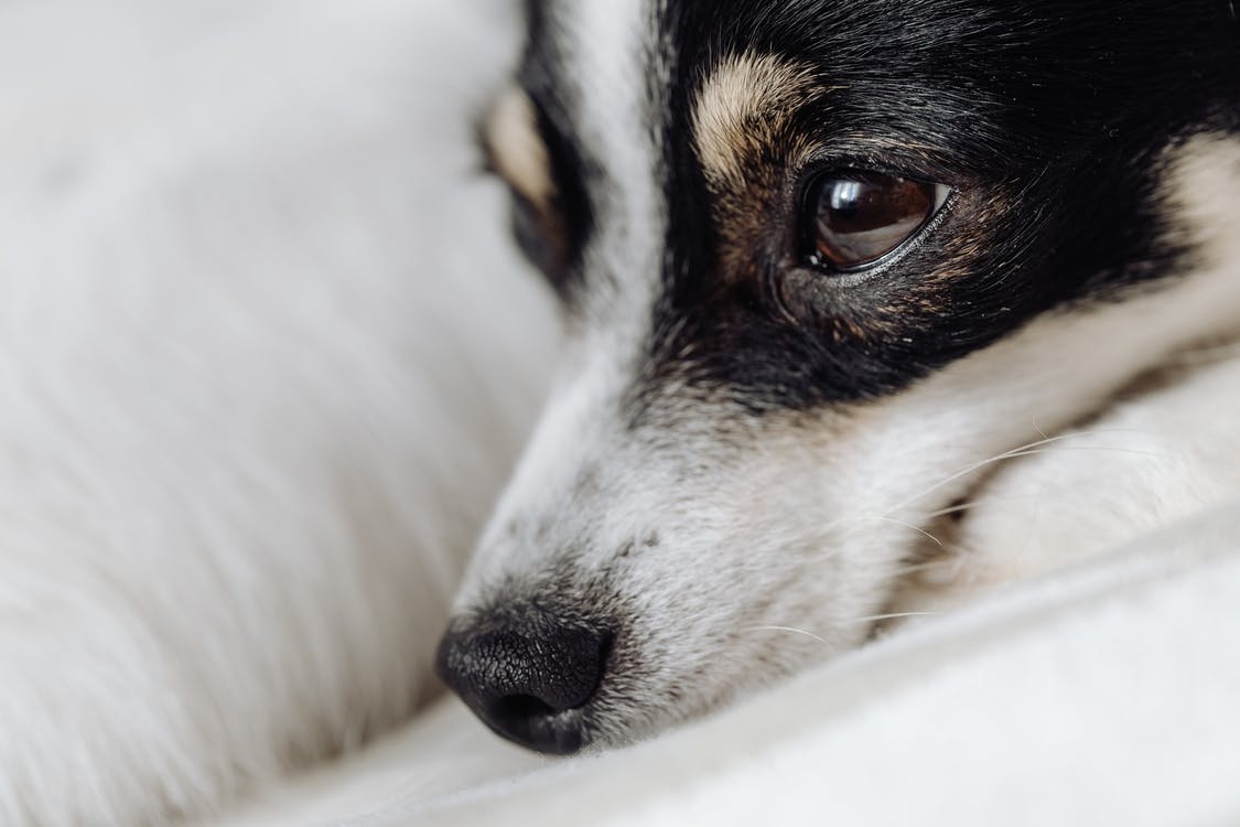 Why Is My Dog Whining And Crying At Night? (9 Reasons With Remedies)