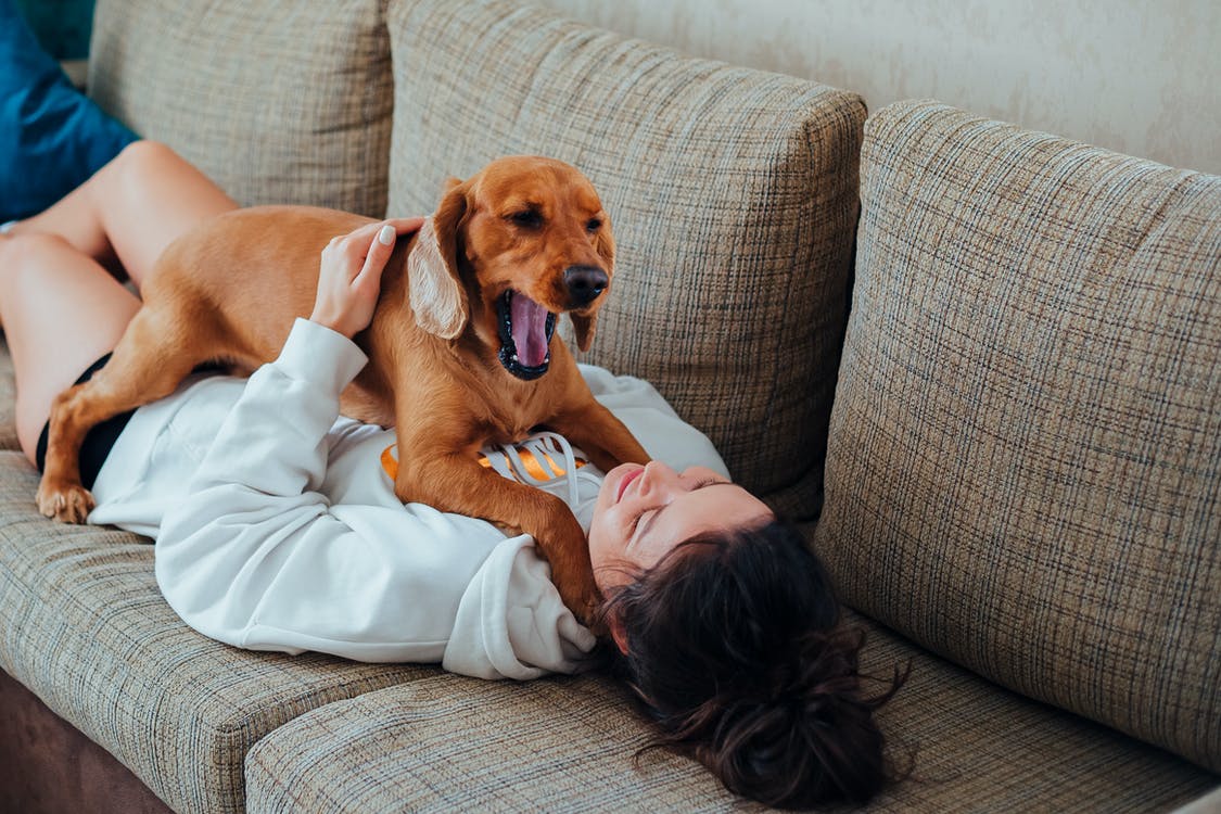 Why Does My Dog Sit On Me? {11 Common Reasons}