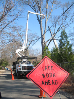 Tree Service Denver Nc All information about Service