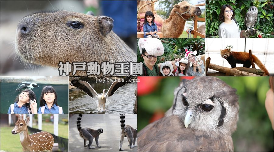 大阪親子旅遊 超人氣景點 神戶動物王國 近距離接觸明星動物水豚君 貓頭鷹 鯨頭鸛 企鵝 羊駝 袋鼠 ～室內型動物園晴雨都能玩！
