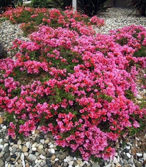 Bougainvillea Tips and Facts