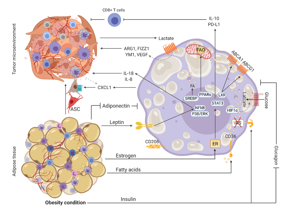 Macrophage Metabolism at the Crossroad of Metabolic Diseases and Cancer