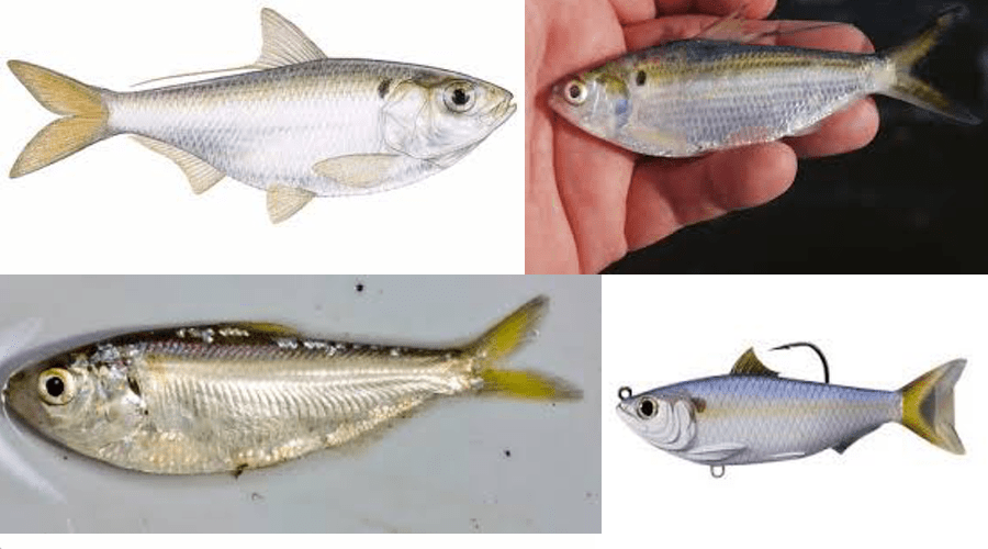 Follow The Threadfin Shad Texoma Fishing Guide Justin Parker