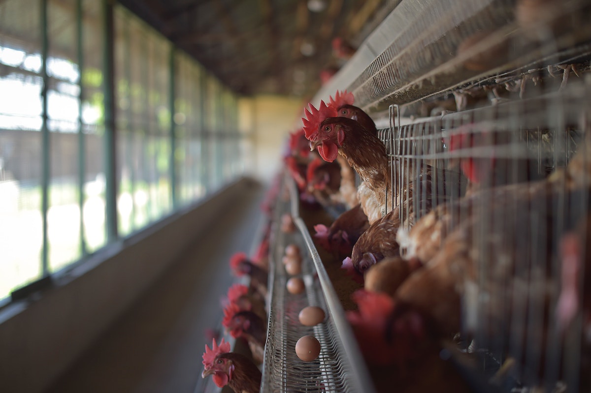 Poultry farmers in Malaysia urge government to lift chicken export ban