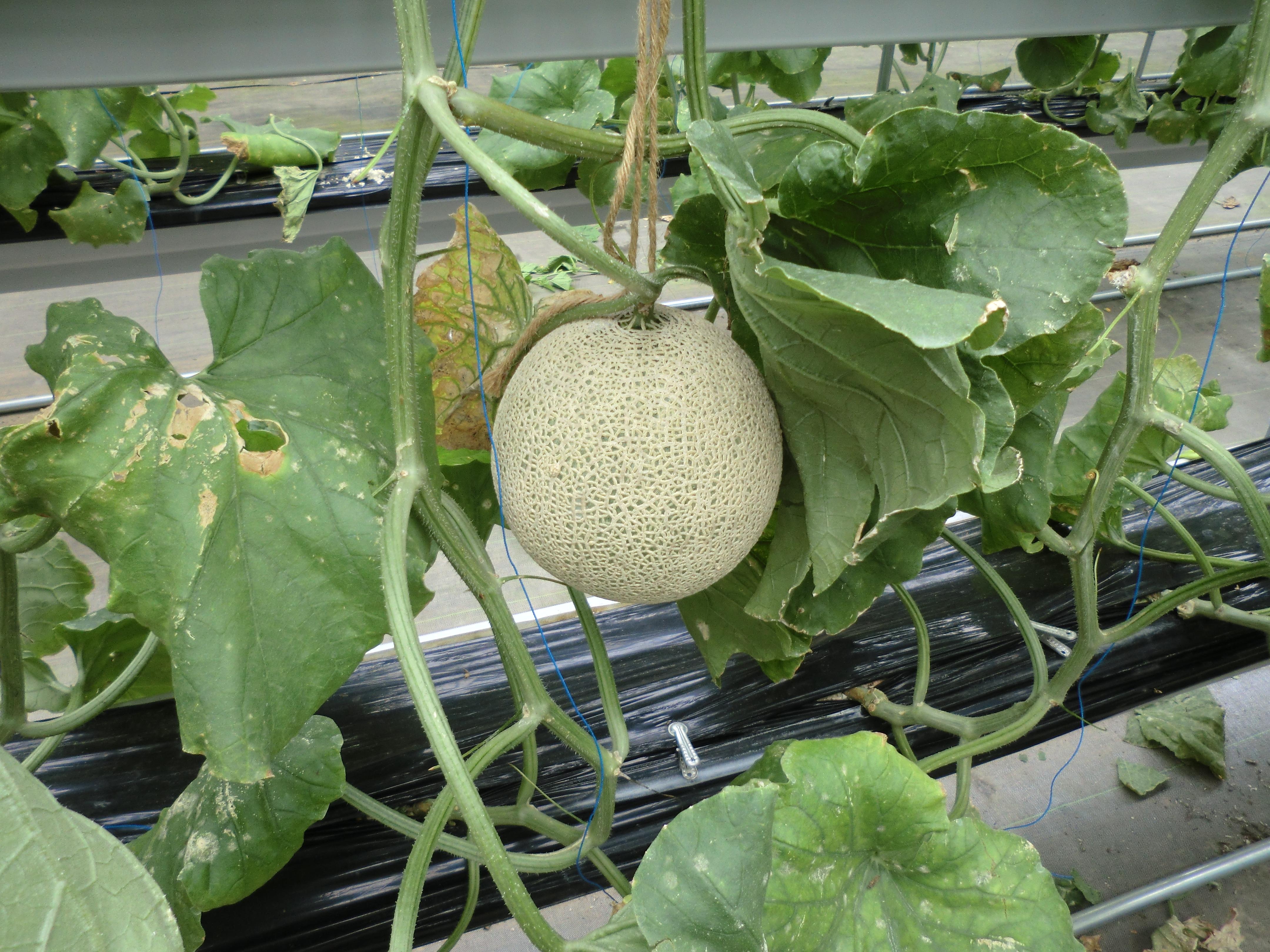 フルーツ狩りが大人気！静岡県三島市にある「伊豆フルーツパーク」の魅力