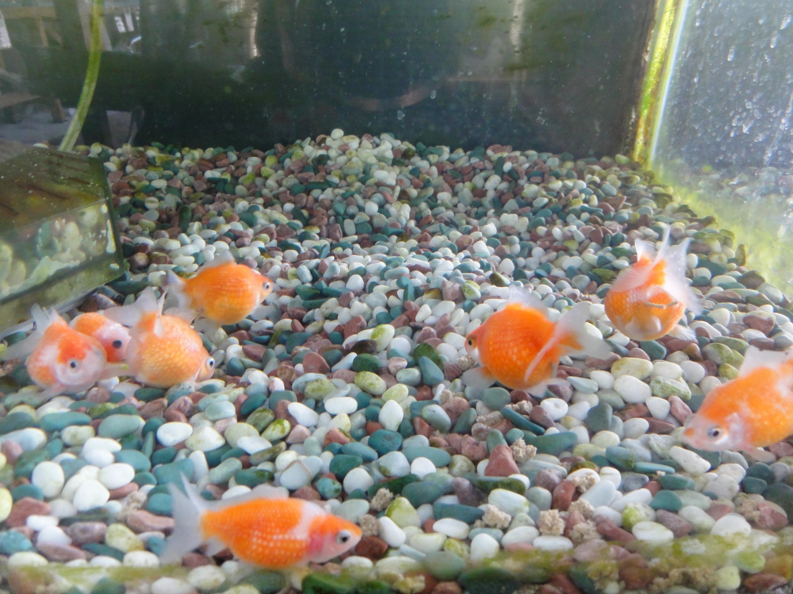 金魚で有名！大和郡山の郡山金魚資料館