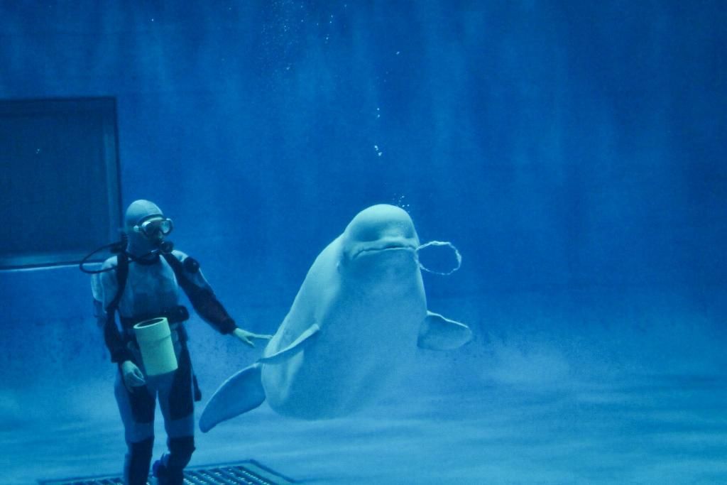 島根の水族館はココ！シロイルカと宍道湖の水辺体験施設♪2施設を紹介します！