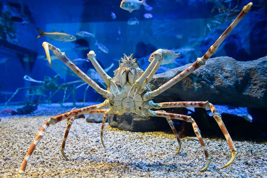 Japanese spider crab moulting Japan Reference