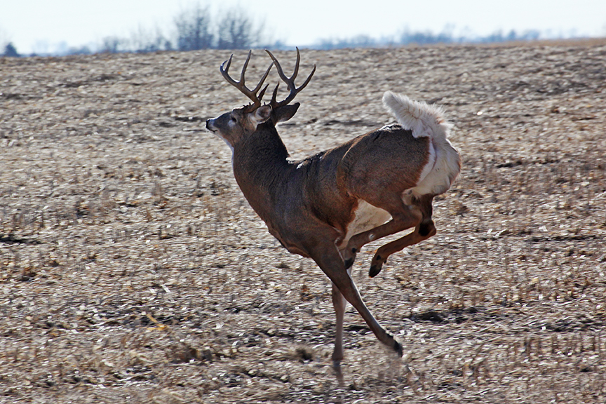 Youths Hunt deer with adult mentors during special Minnesota hunts