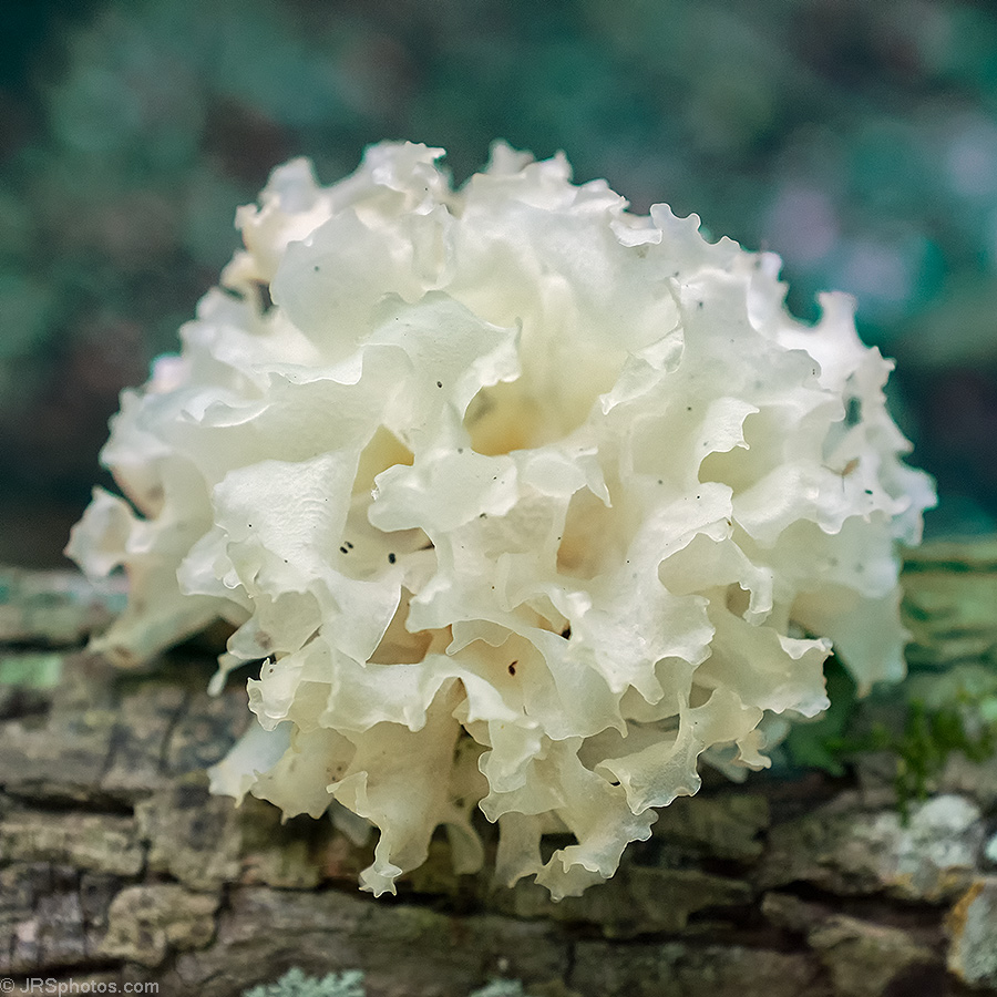 » Snow Fungus