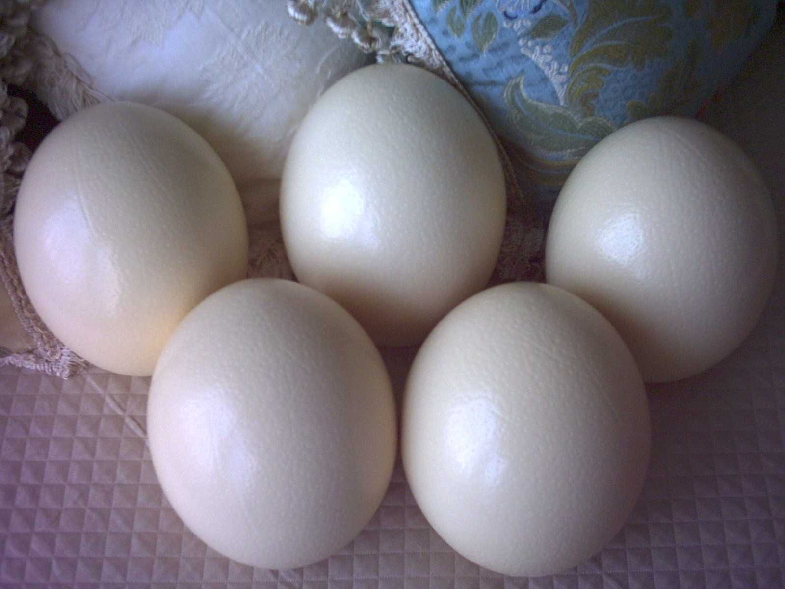 OSTRICH EGGS for Sale