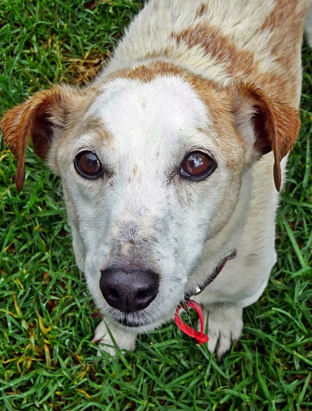 Jack5 Jack Russell Rescue