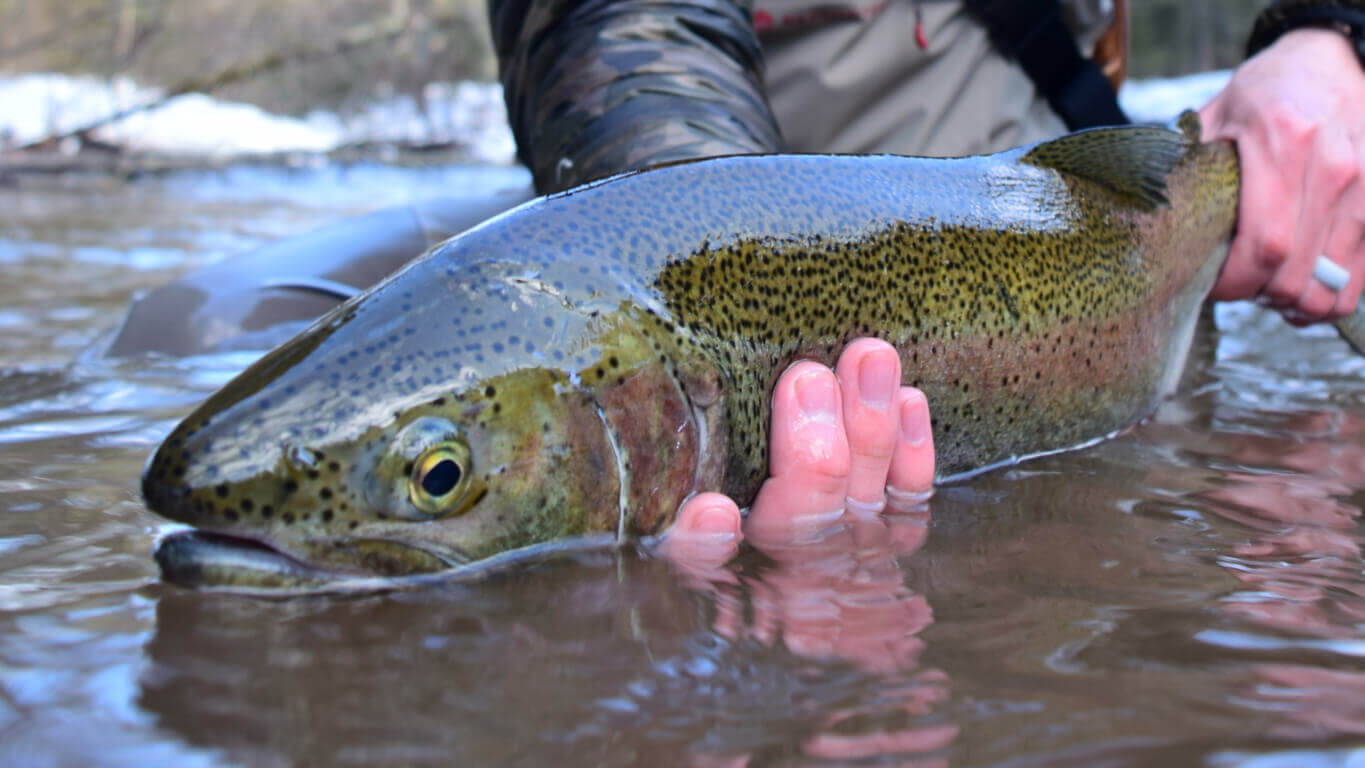 Brule River Steelhead JSOutdoors
