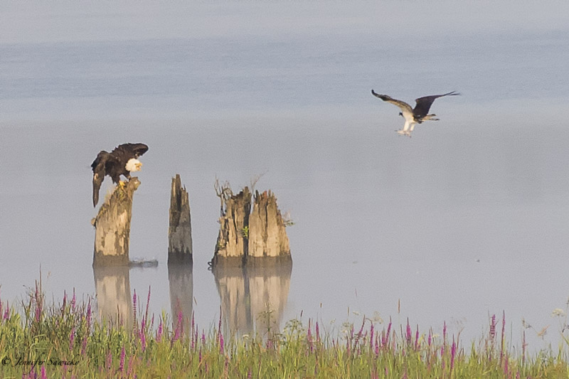 Bald Eagles versus an Osprey Jennifer Sawicky Photography