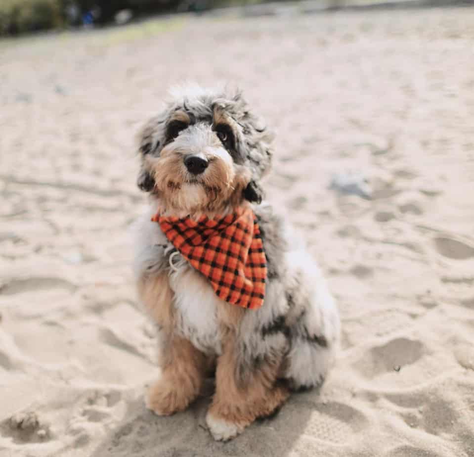 Puppies JS Doodles Breeder AussieDoodles GoldenDoodles London Ontario