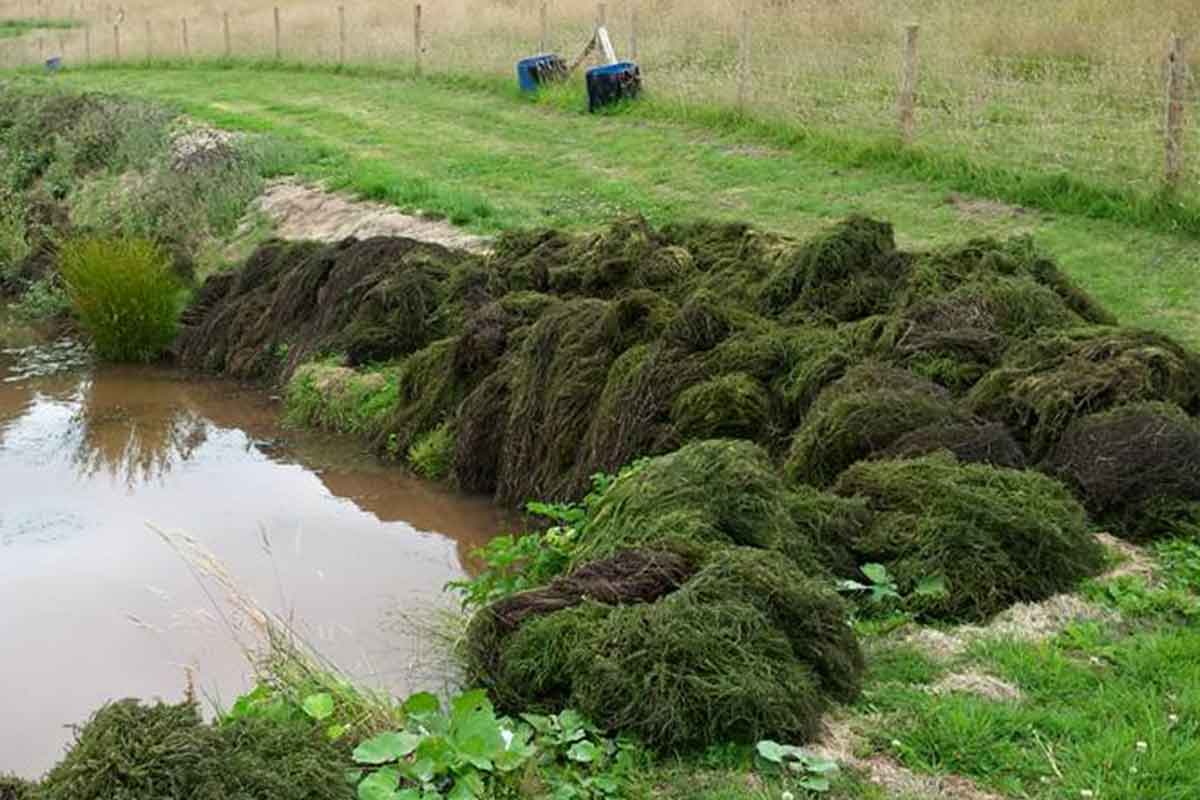 Water Quality and Plants JS Fisheries