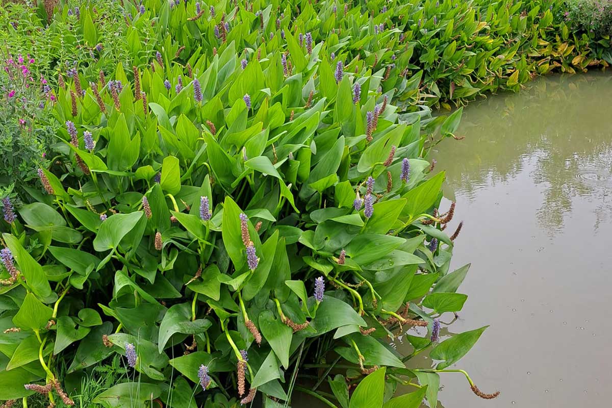 Water Quality and Plants JS Fisheries