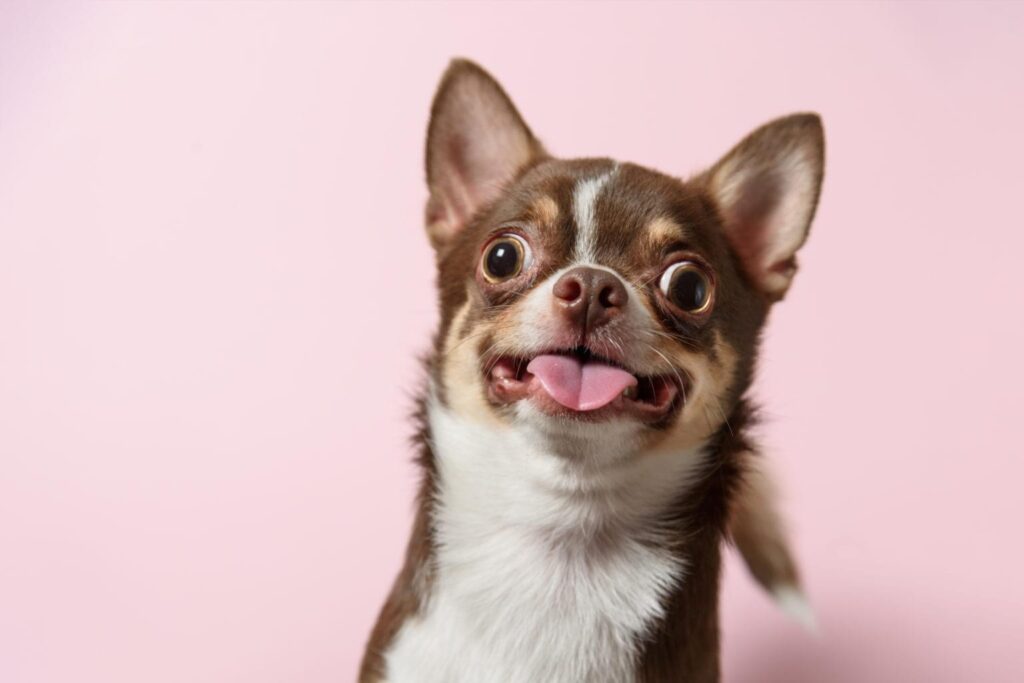 Cute brown mexican chihuahua dog with tongue out isolated on pink