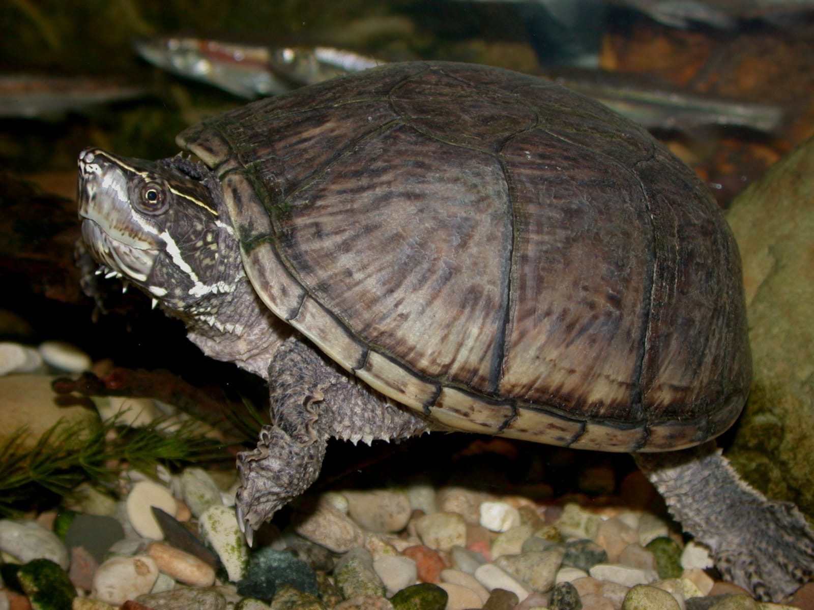 Musk Turtles JSPCA