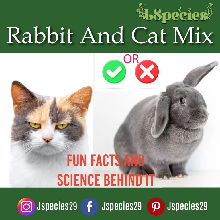 Rabbit And Cat Mix Their consequences?