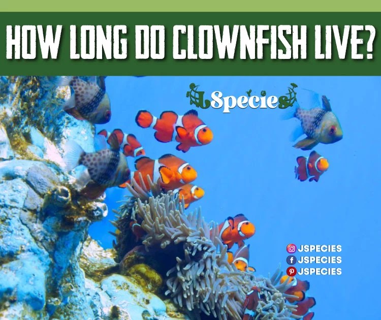 How Long Do Clownfish Live?